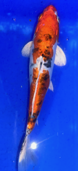 Koi 31 20- 25cm