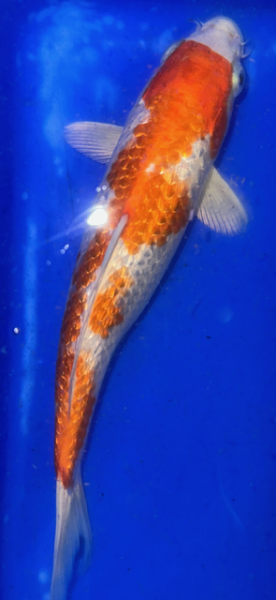 Koi 34 20- 25cm