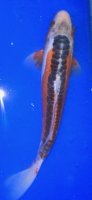 Koi 41 20- 25cm