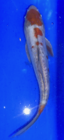 Koi 43 20- 25cm