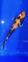 Koi 45 20- 25cm
