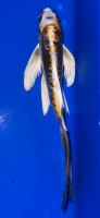 Butterfly Koi 11 20- 25cm
