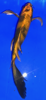 Butterfly Koi 13 20- 25cm
