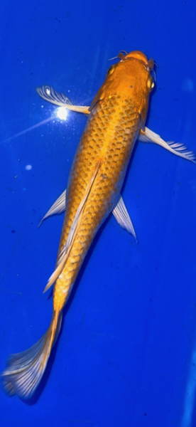 Butterfly Koi 30 20- 25cm