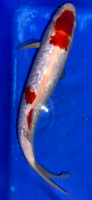 Koi 3 30- 35cm