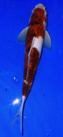 Koi 8 30- 35cm