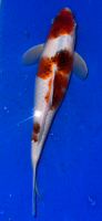 Koi 27 30- 35cm