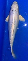 Koi 33 30- 35cm