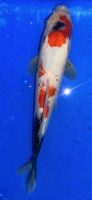 Koi 34 30- 35cm