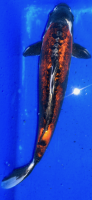 Koi 12 40- 45cm