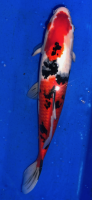 Koi 15 40- 45cm