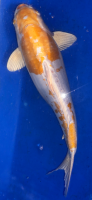 Koi 16 40- 45cm