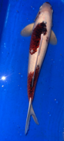 Koi 17 40- 45cm