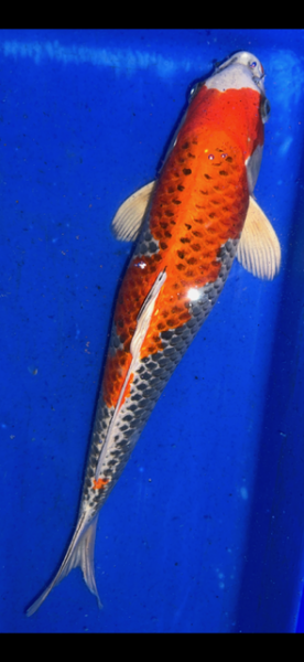 Koi 18 40- 45cm