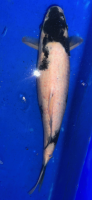 Koi 19 40- 45cm