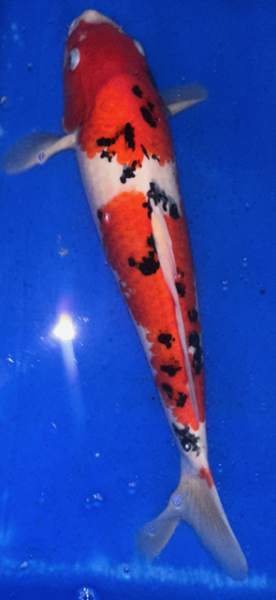 Koi 22 40- 45cm