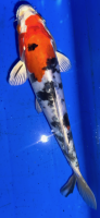 Koi 53 20- 25cm