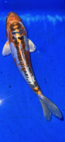 Koi 56 20- 25cm