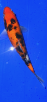 Koi 58 20- 25cm