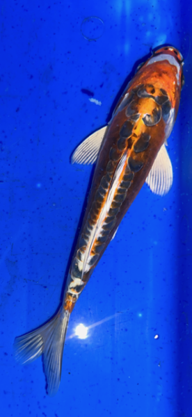 Koi 61 20- 25cm