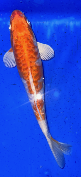 Koi 65 20- 25cm