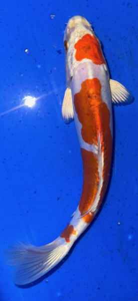 Koi 66 20- 25cm