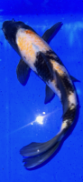 Koi 69 20- 25cm