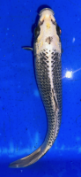 Koi 70 20- 25cm