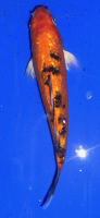 Koi 71 20- 25cm