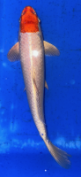 Koi 72 20- 25cm