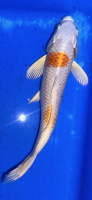 Koi 73 20- 25cm
