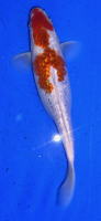 Koi 77 20- 25cm