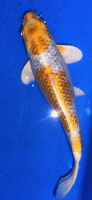 Koi 78 20- 25cm