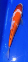 Koi 80 20- 25cm
