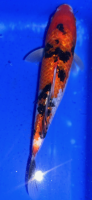 Koi 81 20- 25cm