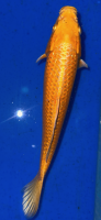 Koi 83 20- 25cm
