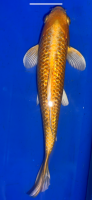 Koi 24 25- 30cm