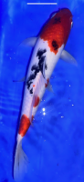 Koi 30 25- 30cm