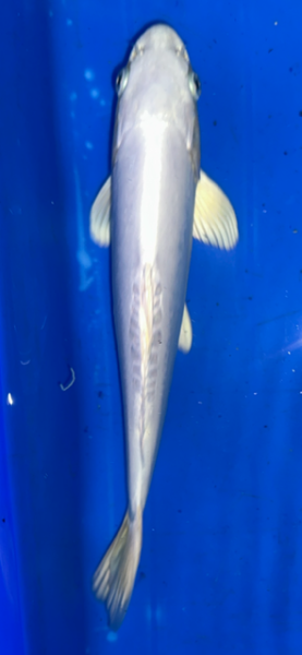 Koi 2 25- 30cm