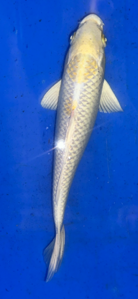 Koi 6 25- 30cm