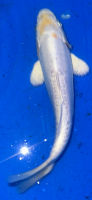 Koi 29- 20-25cm