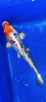 Koi 32- 20-25cm