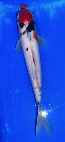 Koi 36- 20-25cm