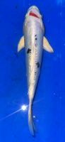 Koi 7 25- 30cm