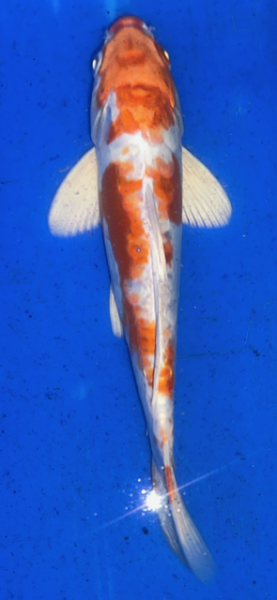 Koi 13 25- 30cm