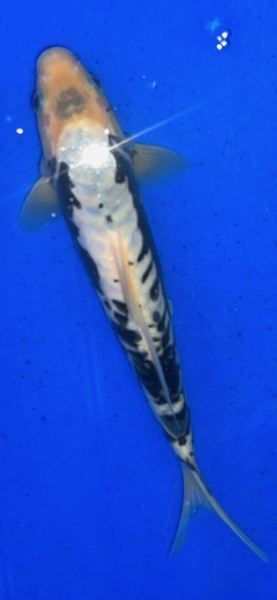Koi 16 25- 30cm