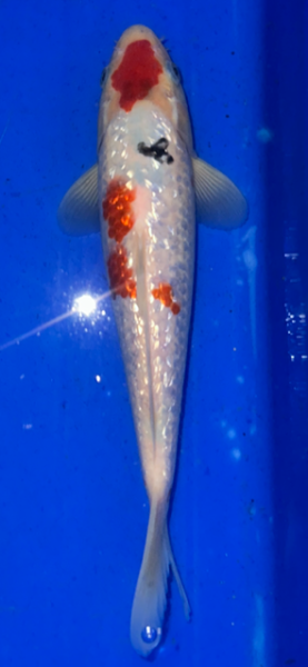 Koi 17 25- 30cm