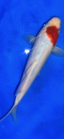 Koi 20 25- 30cm
