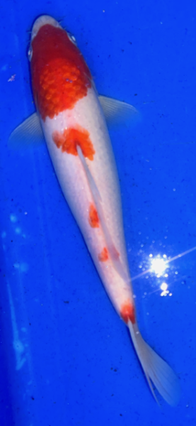 Koi 22 25- 30cm