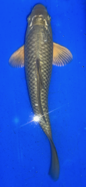 Koi 26 25- 30cm